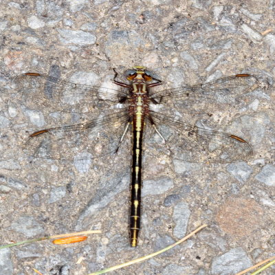 Lancet Clubtail