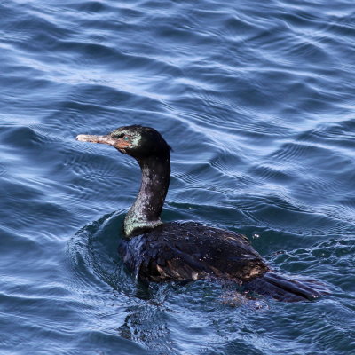 Pelagic Cormorant