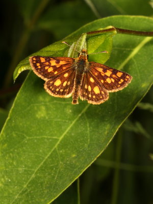 Arctic Skipper