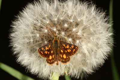 Arctic Skipper