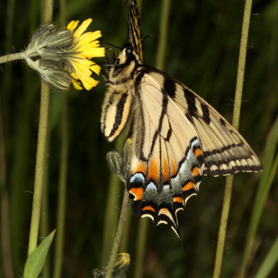 Canada Tiger Swallowtail