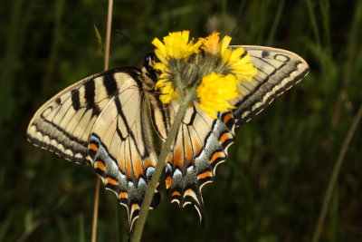 Canada Tiger Swallowtail