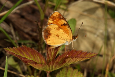 Pearl Crescent