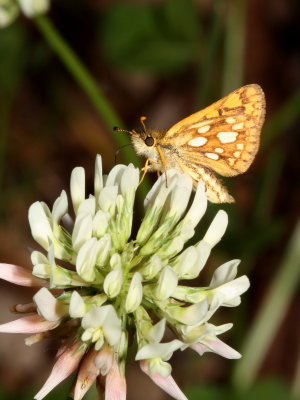 Arctic Skipper