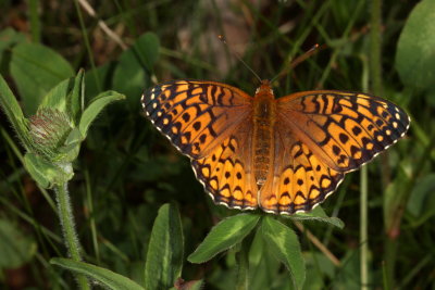 Atlantis Fritillary