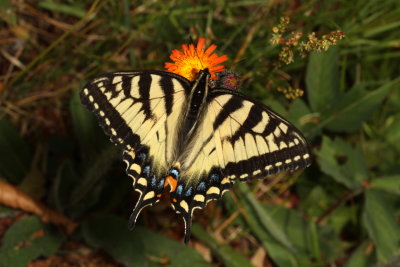 Canadian Tiger Swallowtai