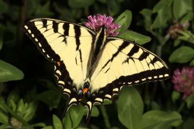 Canadian Tiger Swallowtail