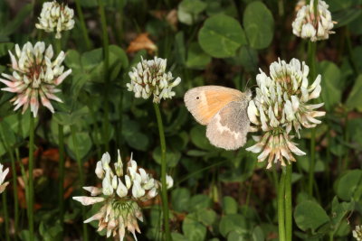 Common Ringlet