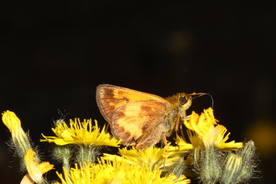 Hobomok Skipper