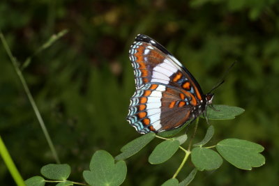 White Admiral