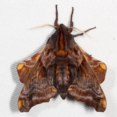 Hodges#7825 * Small-eyed Sphinx * Paonias myops