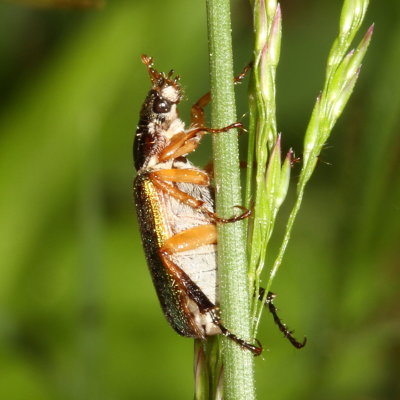 Dichelonyx elongatula