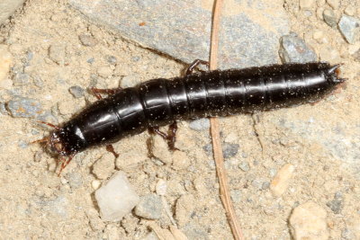Tribe Carabini larva
