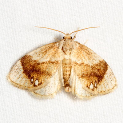 Hodges#4659 * Jeweled Tailed Slug Moth * Packardia geminata