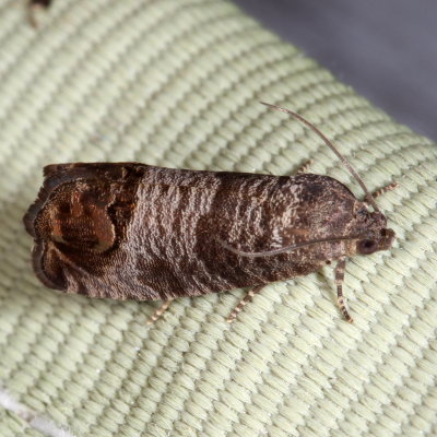 Hodges#3492 * Codling Moth * Cydia pomonella