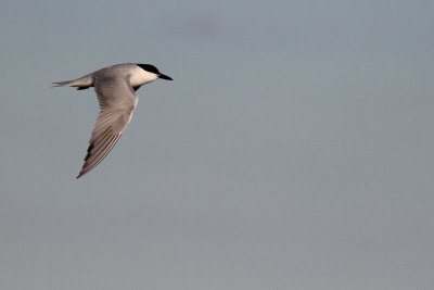 Gull-billed Tern 