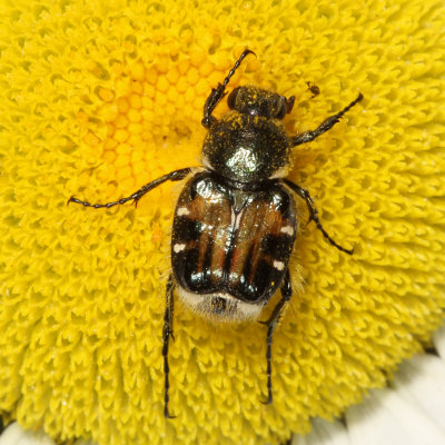 Trichiotinus affinis * Hairy Flower Scarab