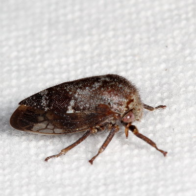 Ophiderma salamandra ♀