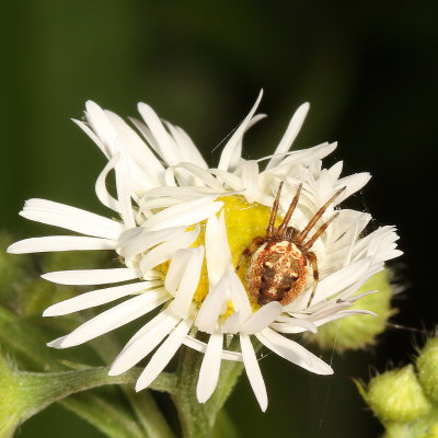  Neoscona arabesca - subadult 