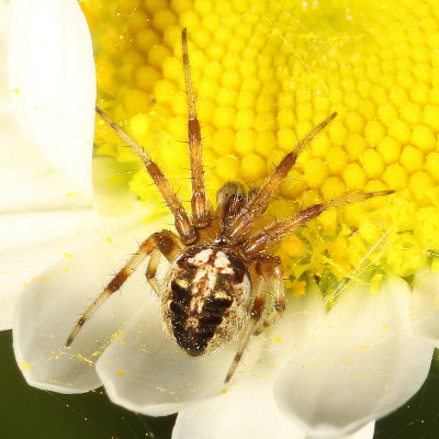 subadult ♂ Neoscona arabesca