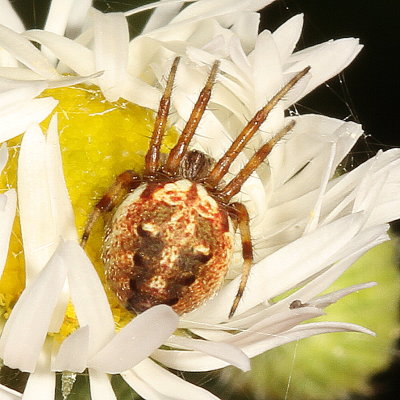  Neoscona arabesca - subadult 