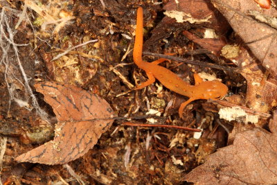 young Red Eft