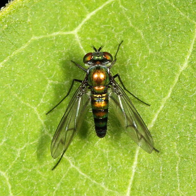 Dolichopodidae : Longlegged Flies