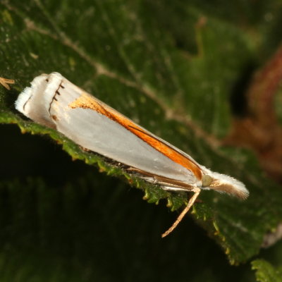 Hodges#5365 * Girard's Grass-veneer * Crambus girardellus