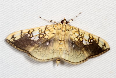 Hodges#5241 * Basswood Leafroller Moth * Pantographa limata	