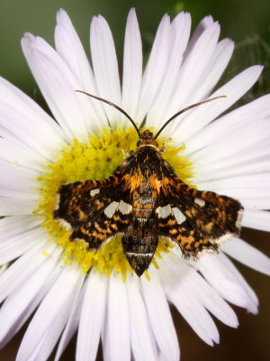 Hodges#6076 * Spotted Thyris * Thyris maculata
