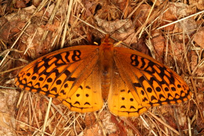 Great Spangled Fritillary