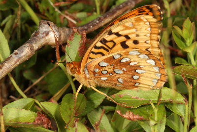 Great Spangled Fritillary