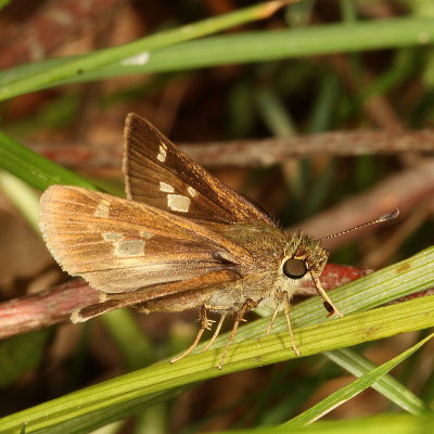 Little Glassywing