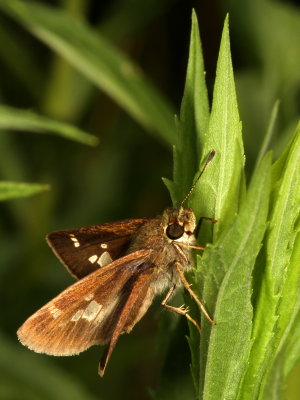 Little Glassywing