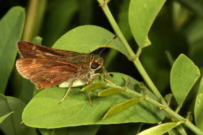 Little Glassywing