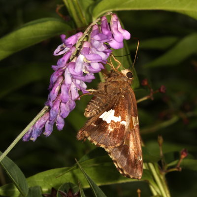 Silver-spotted Skipper