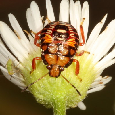 Podisus nymph