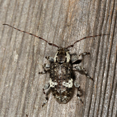 Astylopsis macula