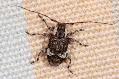 Astylopsis macula
