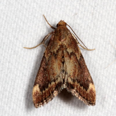 Hodges#5526 * Red-shawled Moth * Hypsopygia intermedialis
