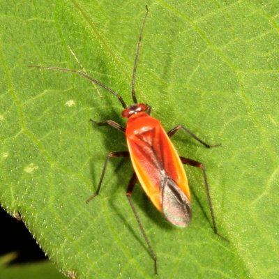 Genus Lopidea