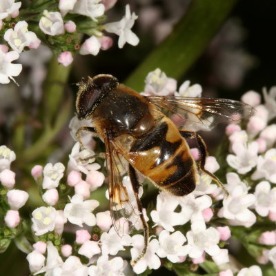 Eristalis tenax