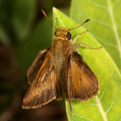 Dun Skipper ♂
