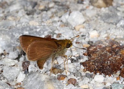 Dun Skipper