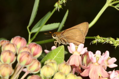 Dun Skipper