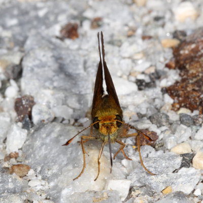 Dun Skipper