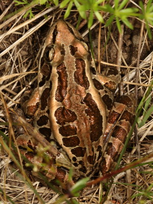 Pickerel Frog