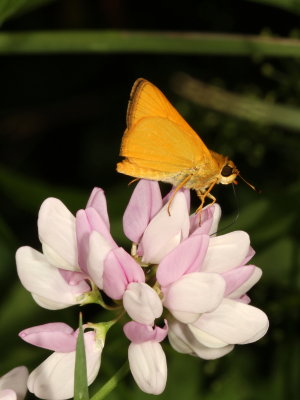 Delaware Skipper