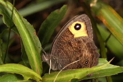 Common Wood-Nymph