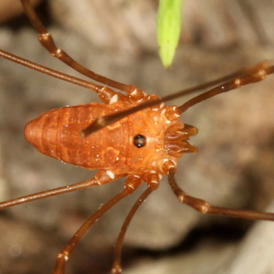 Leiobunum ventricosum, male